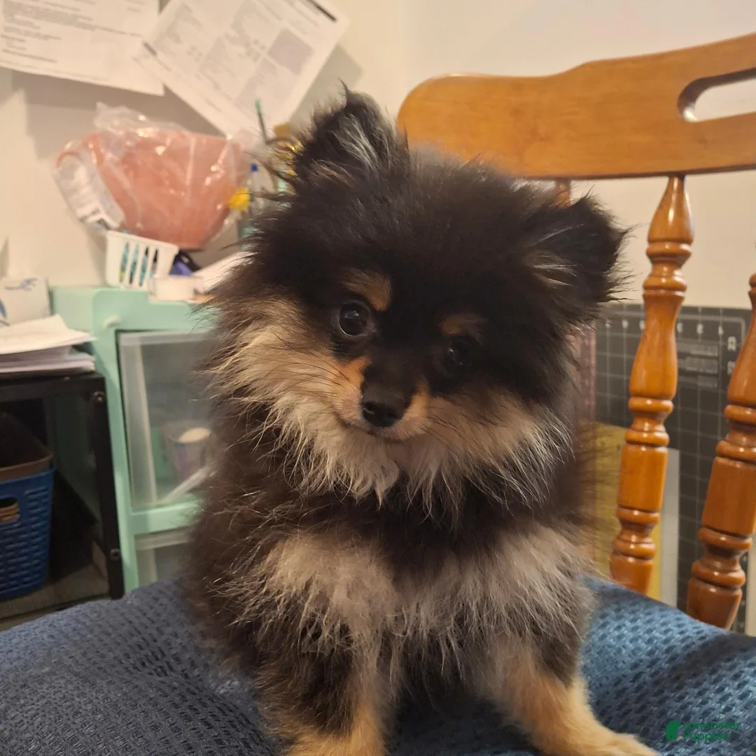 Pomeranian dogs for sale: Zues - Ad 2