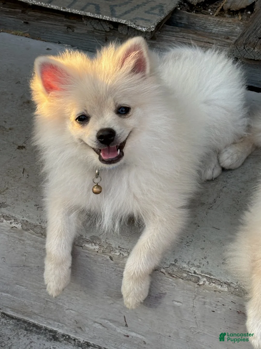 Pomeranian dogs for sale: Gideon - Ad 3