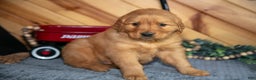 Golden Retriever dogs for sale: Max - Ad 1
