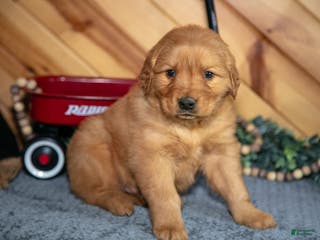 Golden Retriever dogs Max - Ad 38