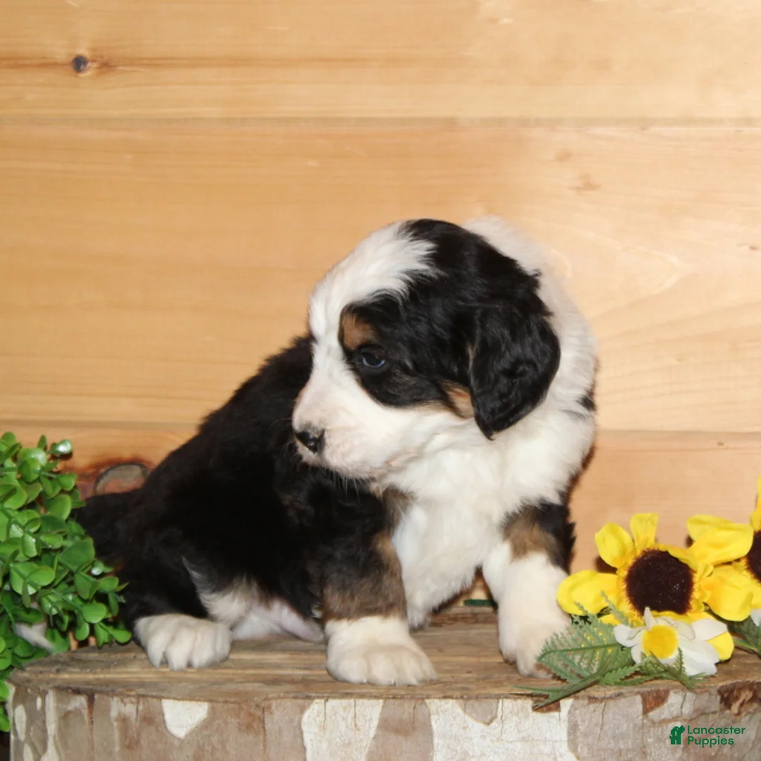 Bernedoodle dogs for sale: Orange - F1 - Ad 2