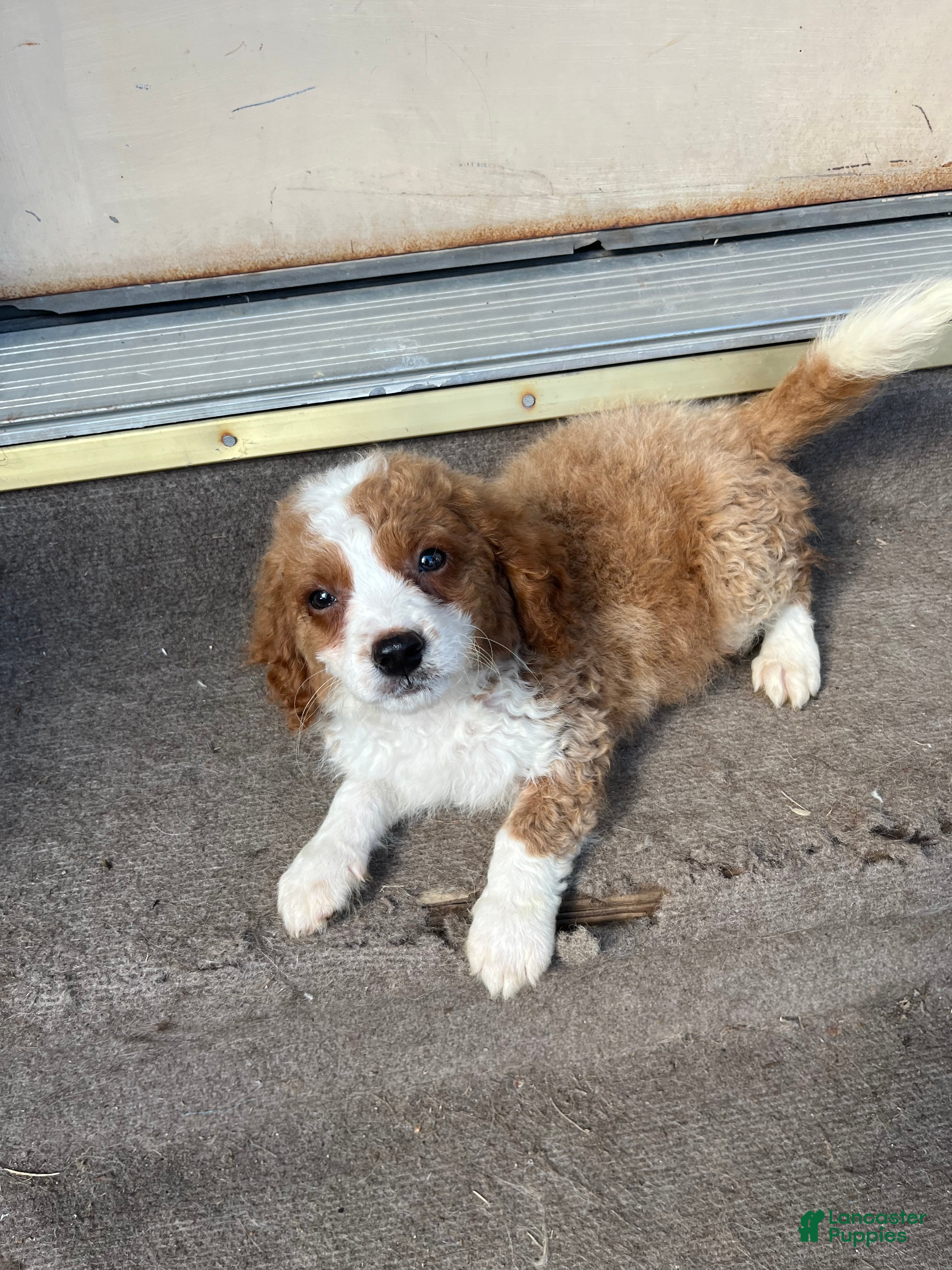 Mini Bernedoodle dogs Purple Girl - Ad 12