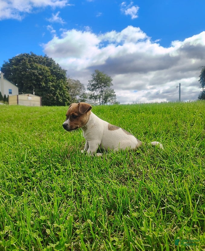 Jack Russell Terrier dogs for sale: Rascal - Ad 1