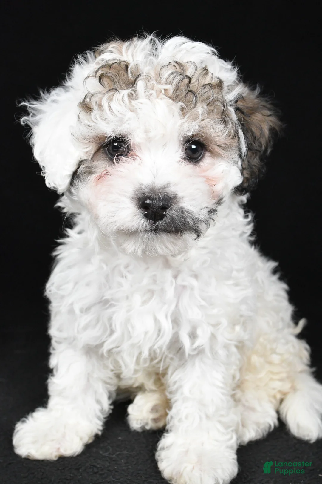 Cavapoo dogs for sale: Tara - Ad 1