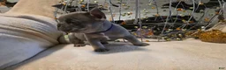 French Bulldog dogs for sale: Hazel  - Ad 7
