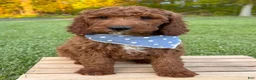 Irish Doodle dogs for sale: Copper - Ad 13