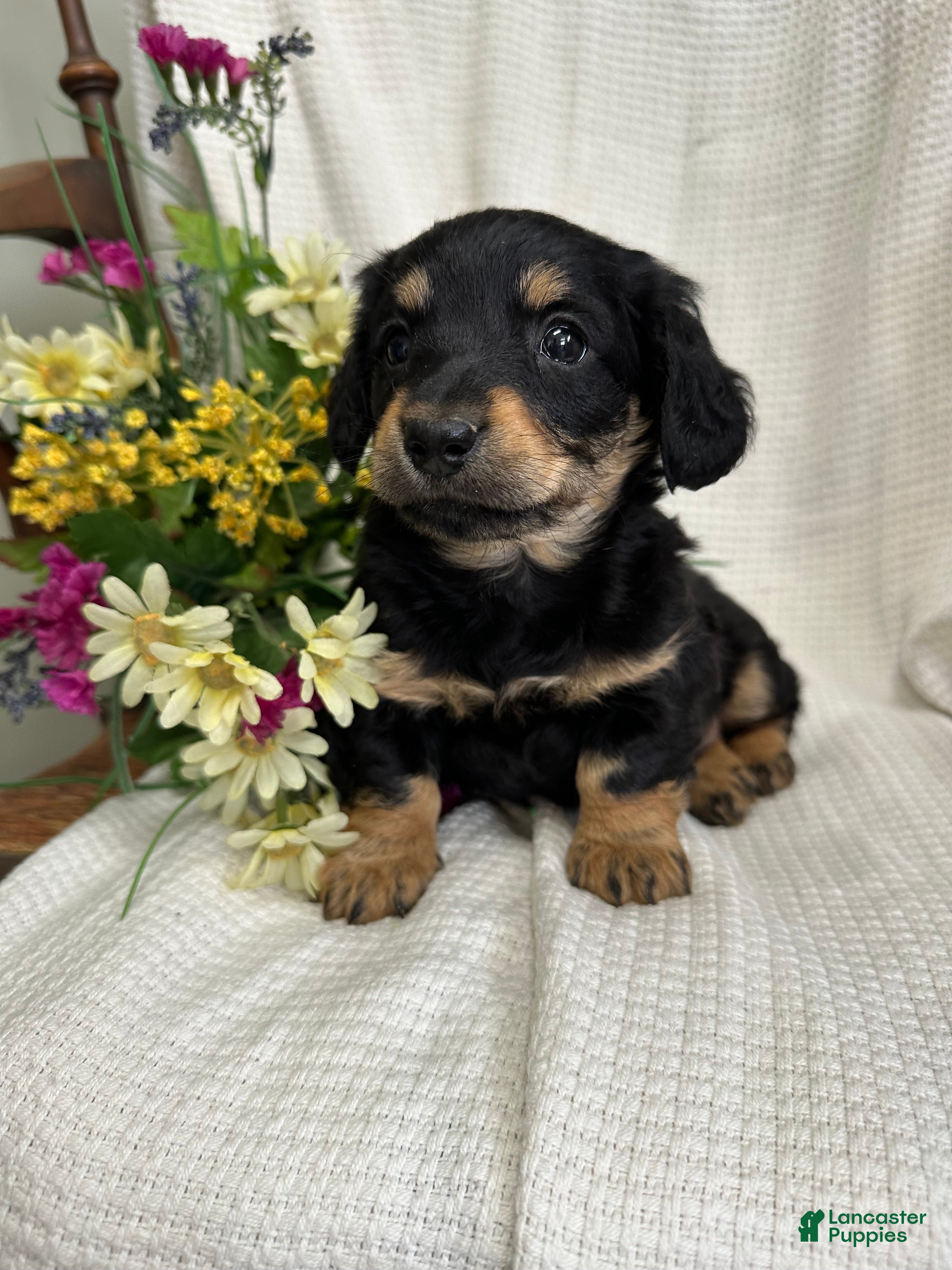 Miniature Dachshund dogs Shirley - Ad 2
