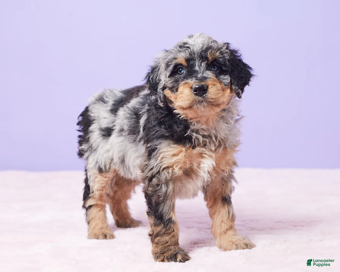 Mini Bernedoodle dogs for sale: Mabel - Ad 8