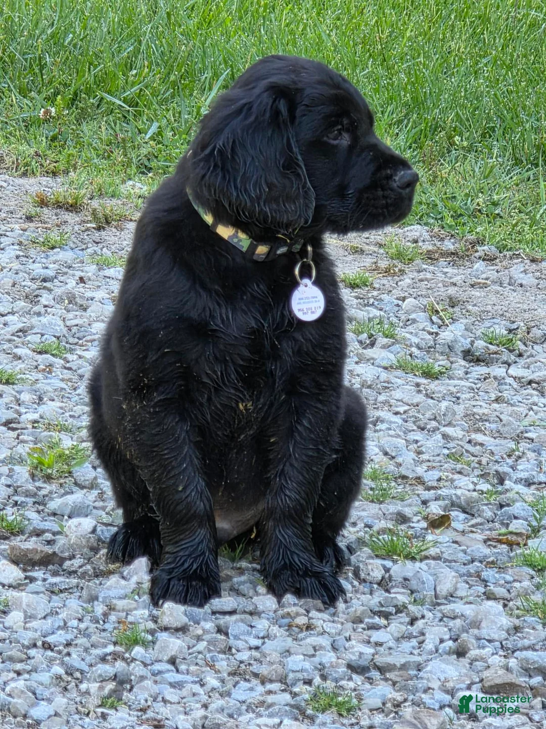 Golden Retriever dogs for sale: Will - Ad 5
