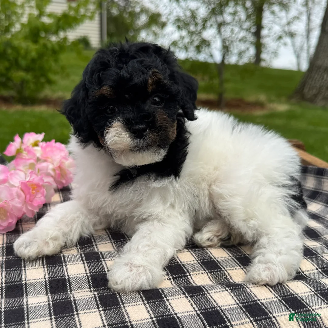 Toy Poodle dogs for sale: Hazel - Ad 2