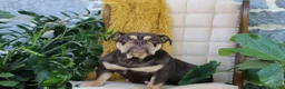 English Bulldog dogs for sale: Savvy - Ad 14