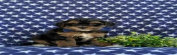Havapoo dogs for sale: Reed Hypoallergenic - Ad 5