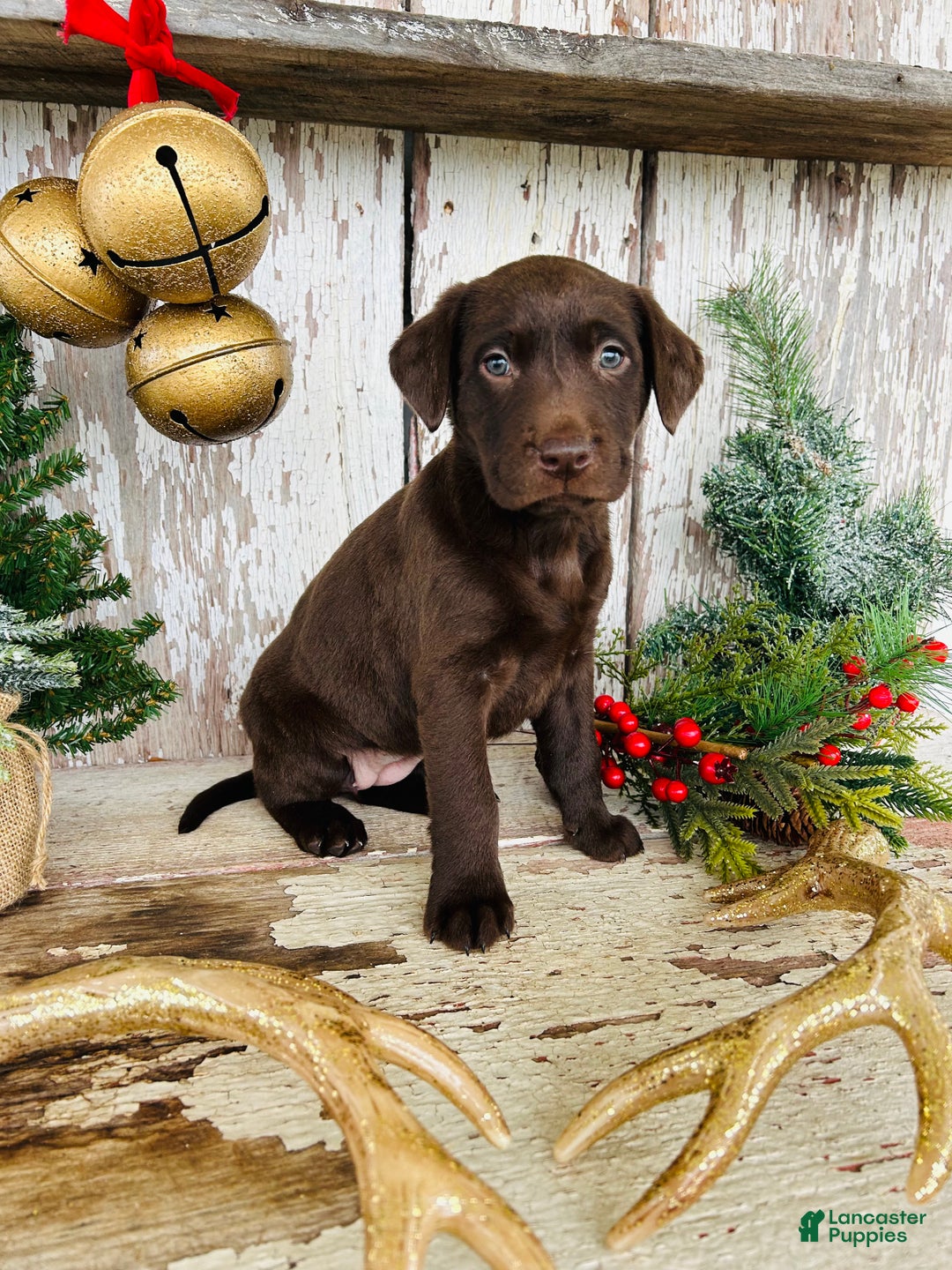 Labrador Retriever dogs for sale: Joy - Ad 5