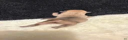 Chihuahua dogs for sale: Chihuahua 2 - Ad 6