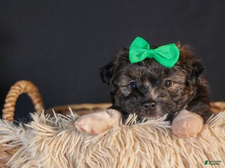 Mini Aussiedoodle dogs Gary - Ad 27