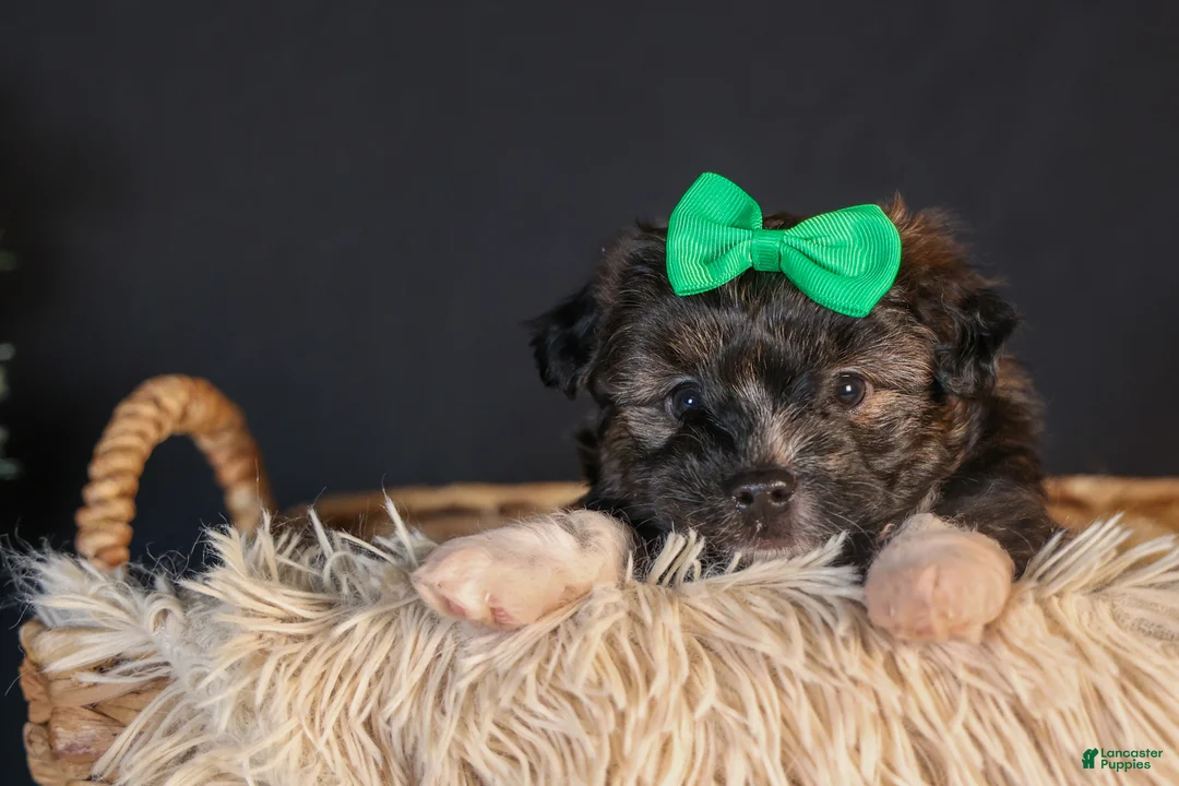 Mini Aussiedoodle dogs for sale: Gary - Ad 5