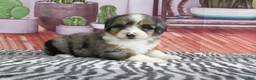 Mini Bernedoodle dogs for sale: Stella - Ad 2