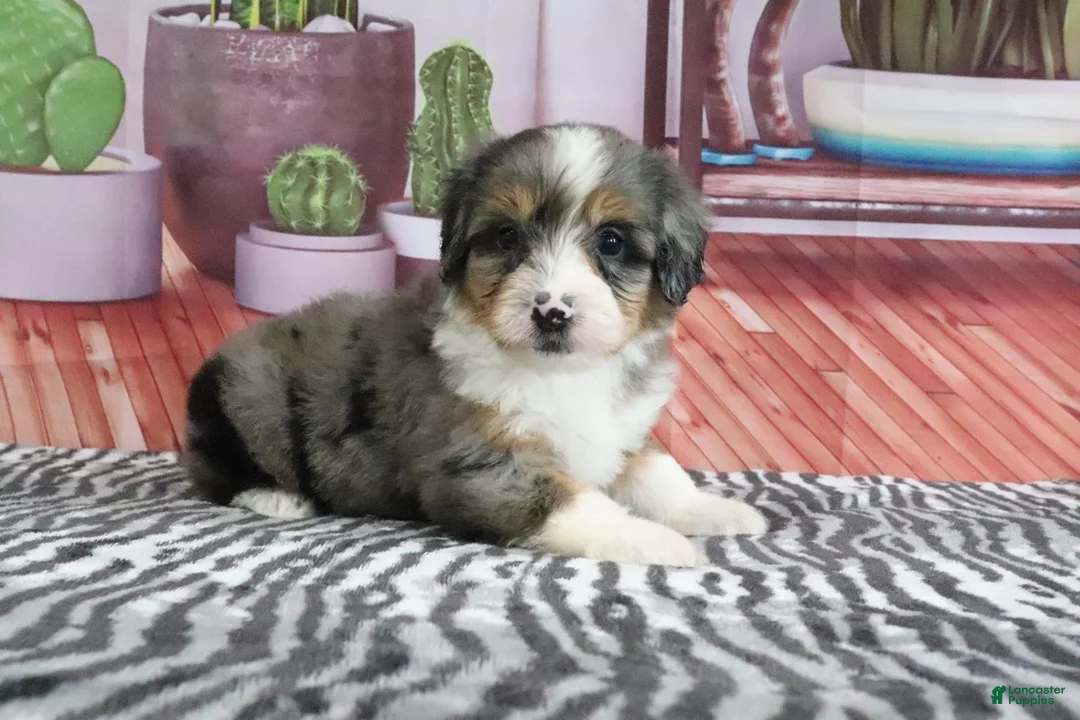 Mini Bernedoodle dogs for sale: Stella - Ad 2