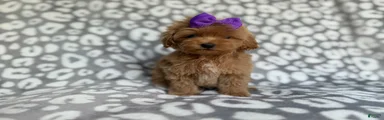Frida