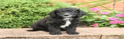 Miniature Poodle dogs for sale: Smokey - Ad 3