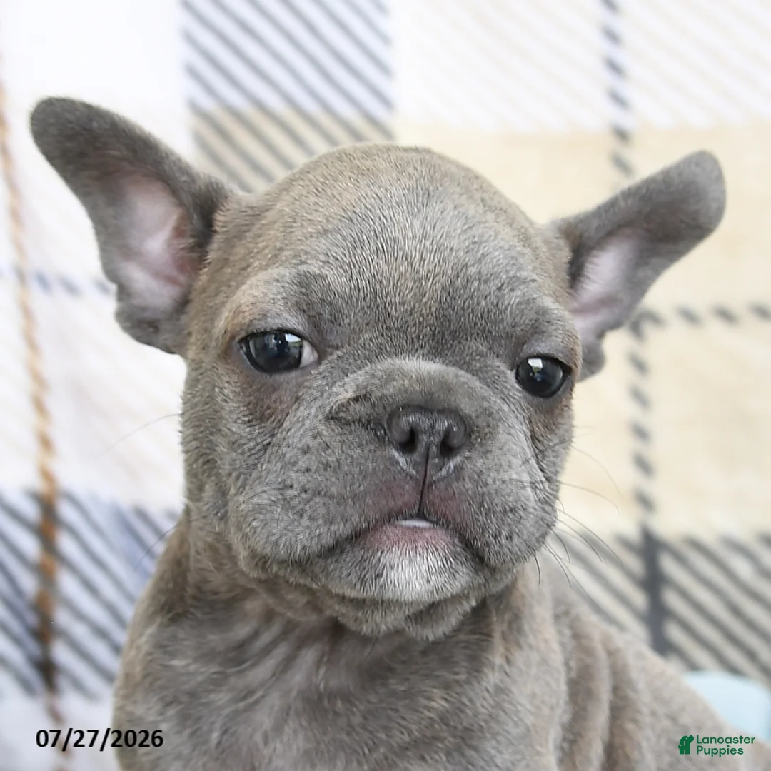 Frenchton dogs for sale: Josh - Ad 5