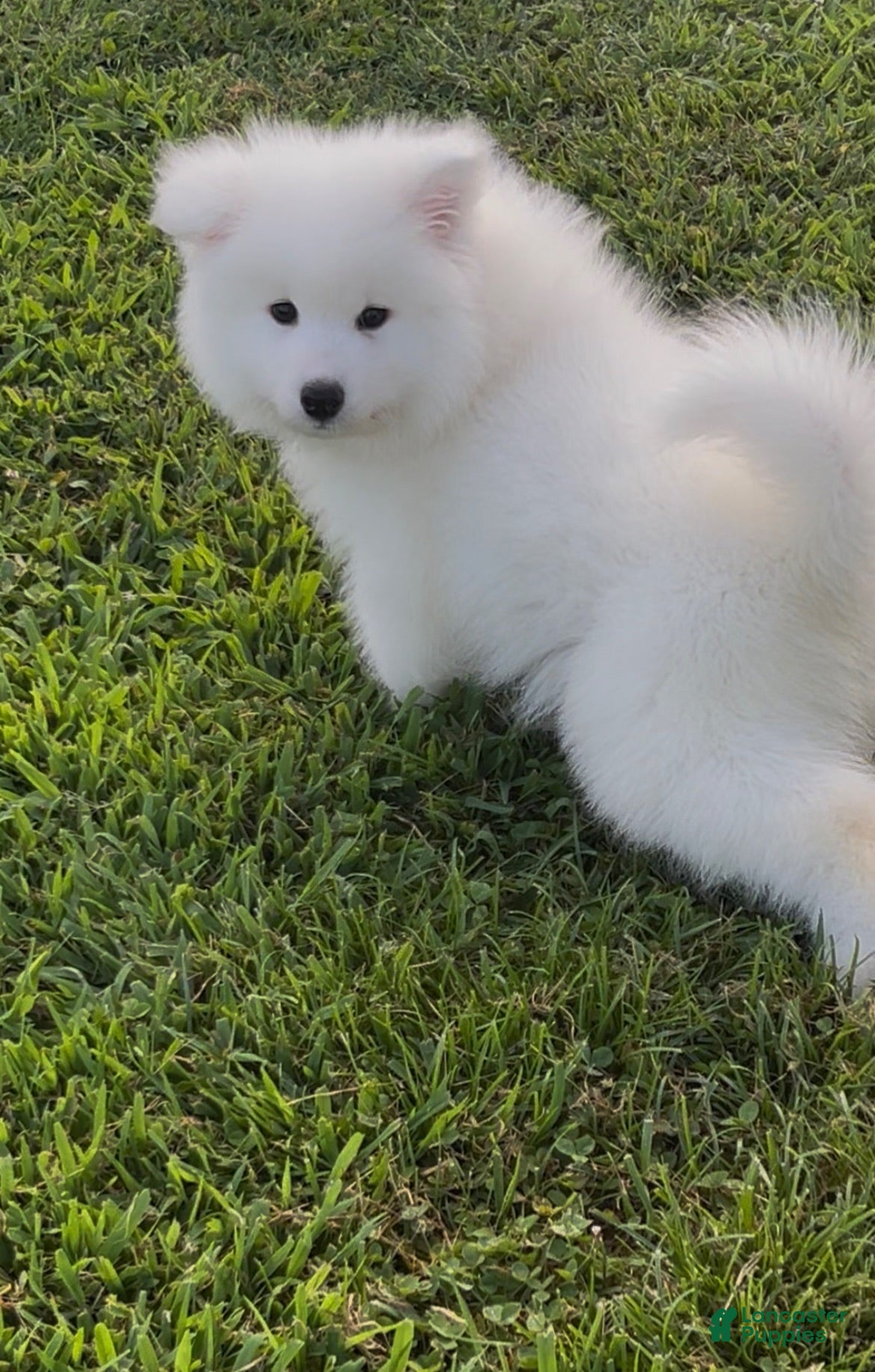 Samoyed dogs Aspen  - Ad 16