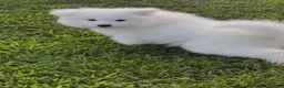 Samoyed dogs for sale: Aspen  - Ad 1