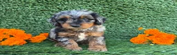 Mini Goldendoodle dogs for sale: Willow - Ad 3