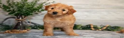 Mini Goldendoodle dogs for sale: Stormy - Ad 1