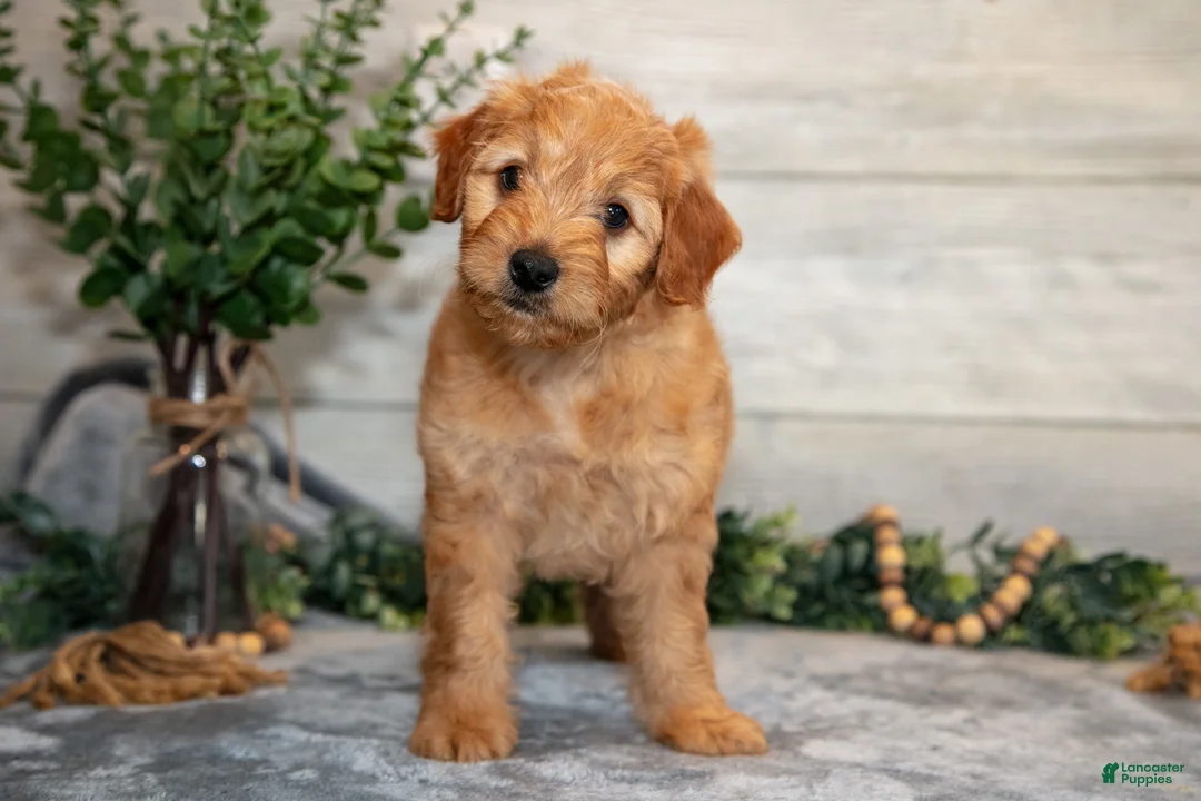 Mini Goldendoodle dogs for sale: Stormy - Ad 1