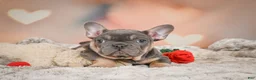 French Bulldog dogs for sale: Adam - Ad 5