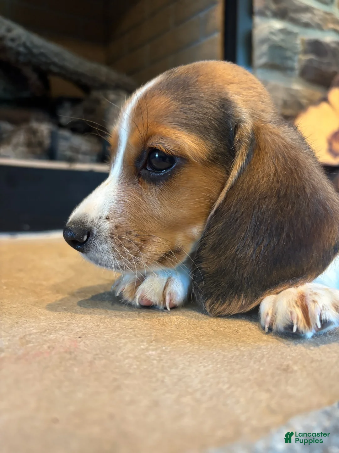 Beagle dogs for sale: Duke - Ad 8