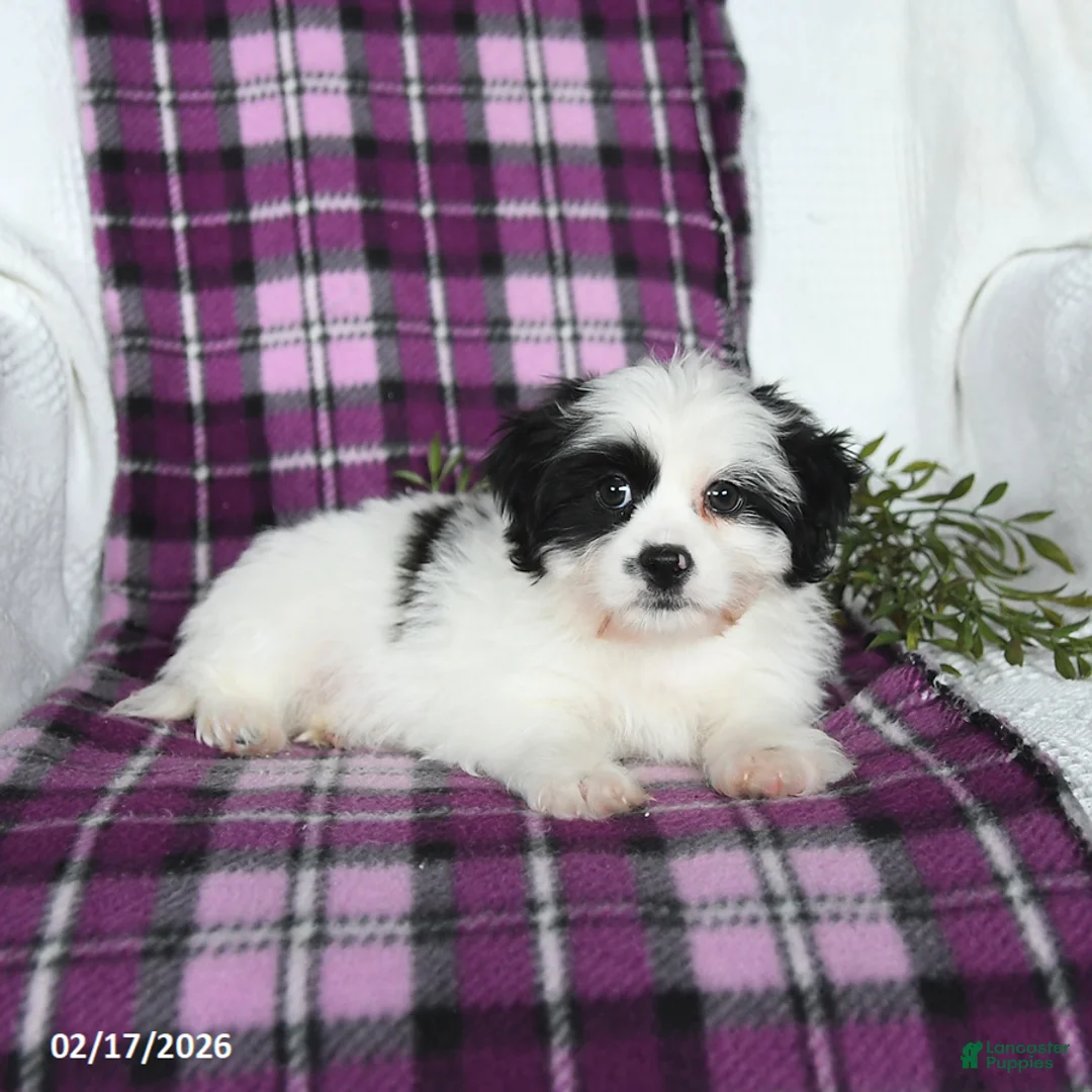 Teddy Bear dogs for sale: Wilbur - Ad 3