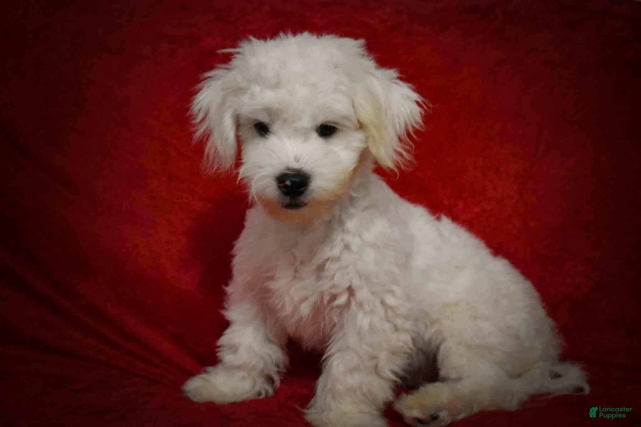 Maltese dogs Baxter 🐶 - Ad 1