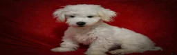 Maltese dogs for sale: Baxter 🐶 - Ad 12