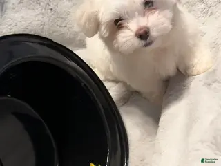 Mixed Breed dogs Lhatese Breed “Daisy” - Ad 41