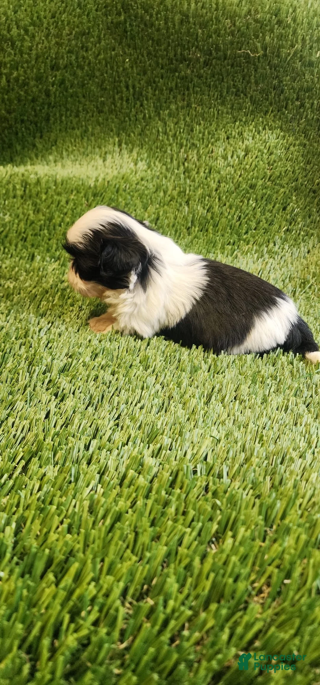 Shih Tzu dogs for sale: Shih Tzu 3 - Ad 2