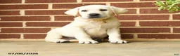 Labrador Retriever dogs for sale: Dodge  - Ad 4