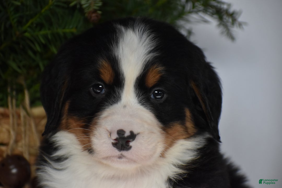 Bernese Mountain Dog dogs for sale: Blossom - Ad 3