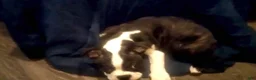 Boston Terrier dogs for sale: Rosie Possie - Ad 4