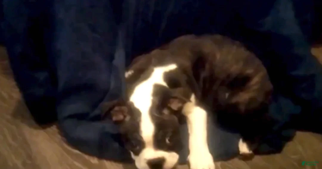 Boston Terrier dogs for sale: Rosie Possie - Ad 4