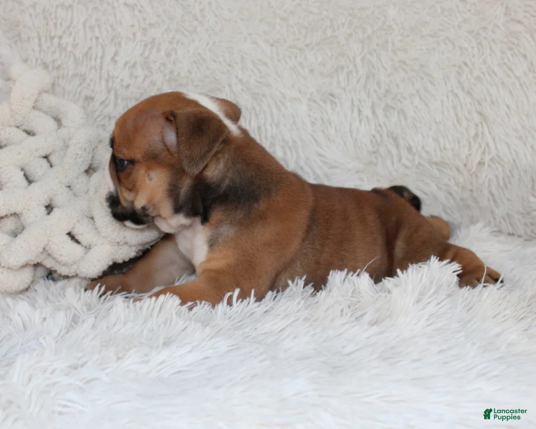 English Bulldog dogs for sale: AKC Otis - Ad 3