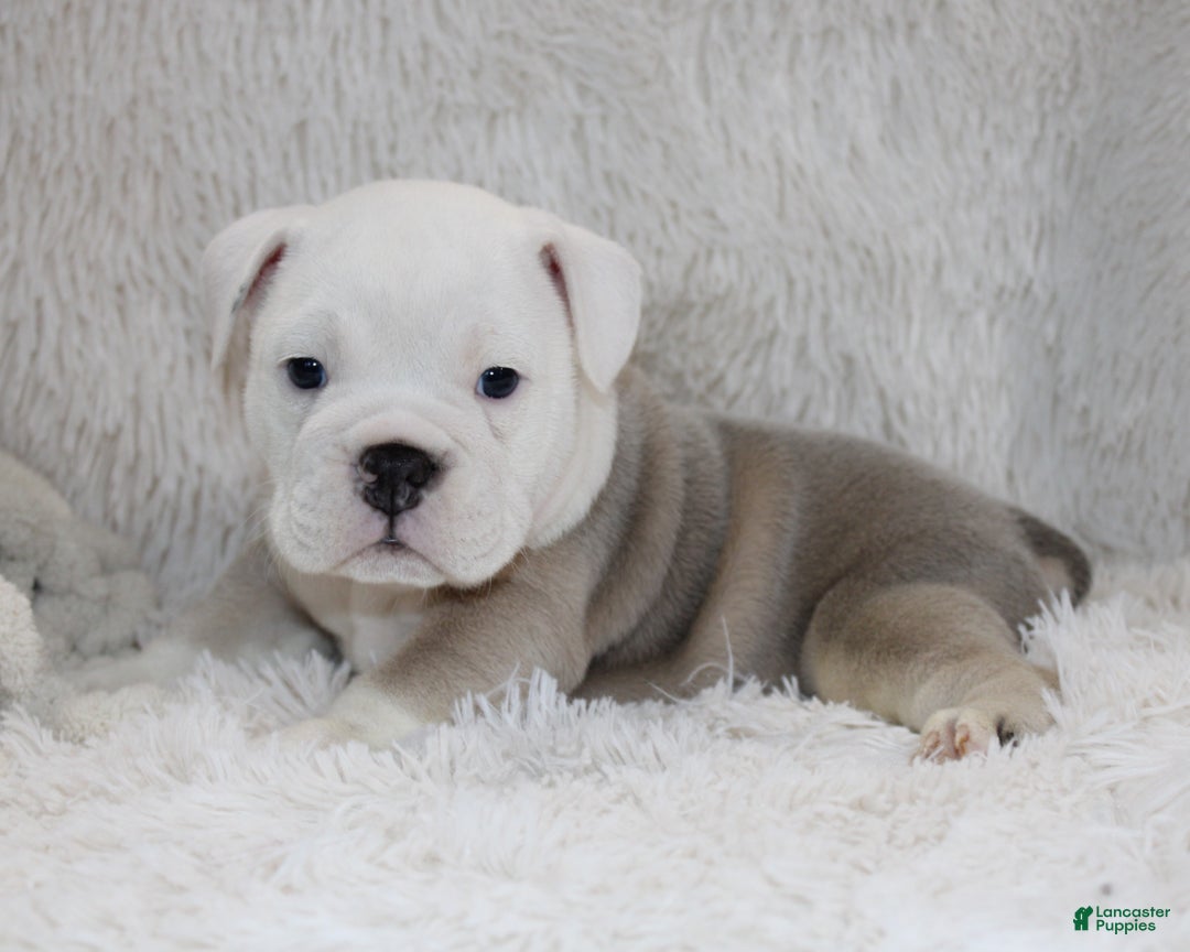 English Bulldog dogs for sale: Reece - Ad 10