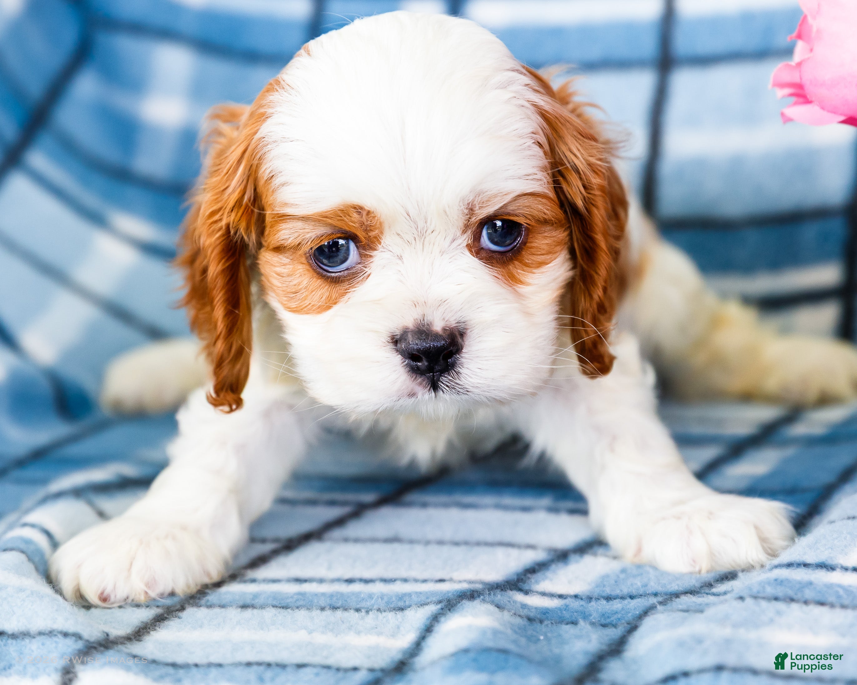 Mixed Breed dogs Jace - Ad 1