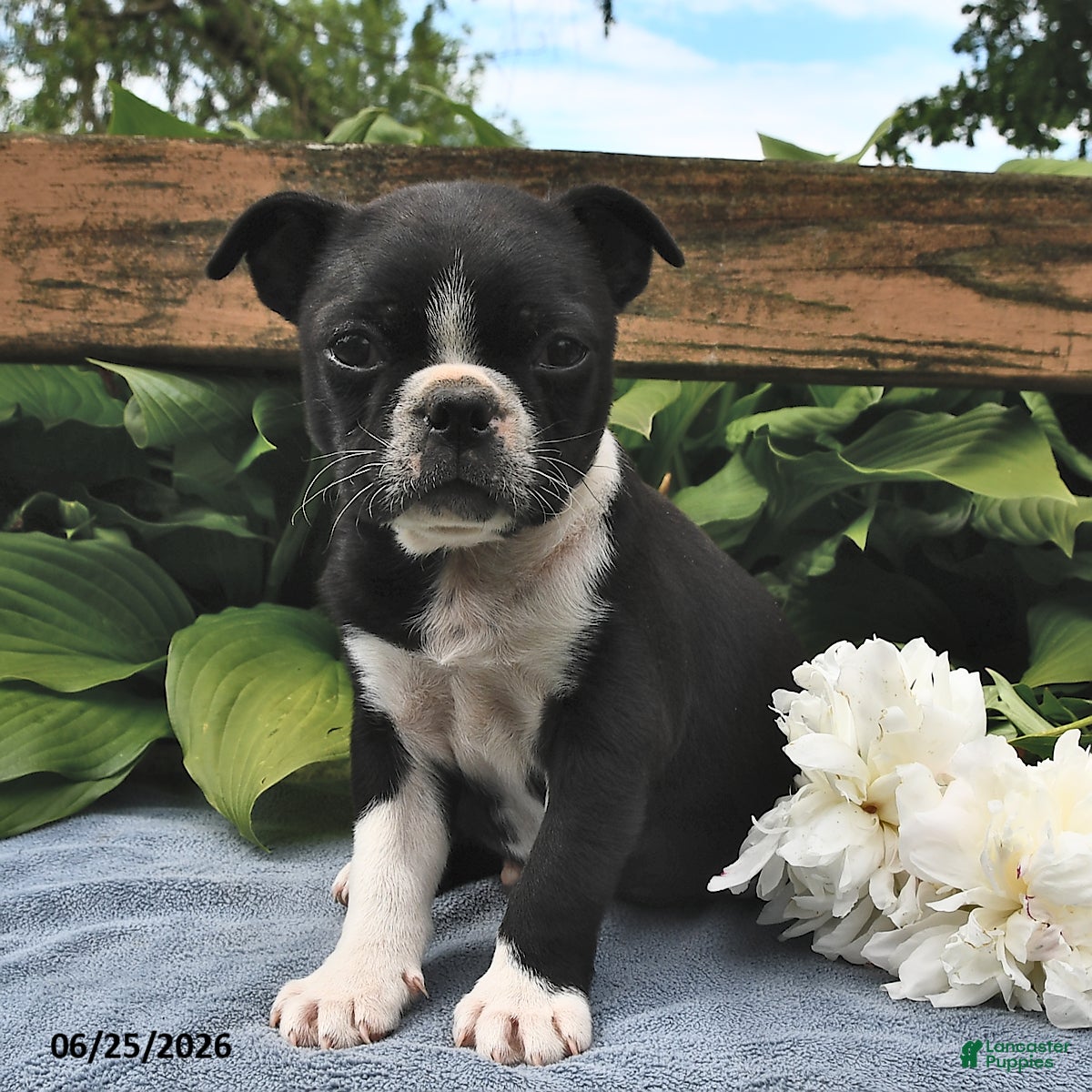 Boston Terrier dogs Inky - Ad 1