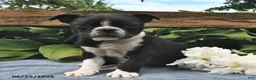 Boston Terrier dogs for sale: Inky - Ad 1