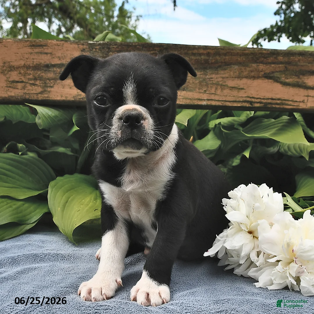 Boston Terrier dogs for sale: Inky - Ad 1