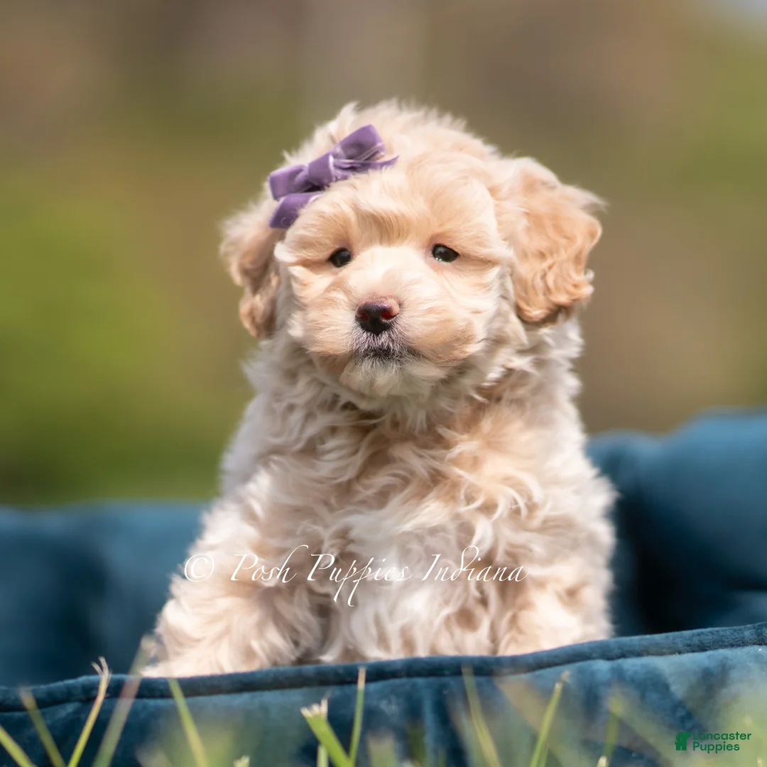 Maltipoo dogs for sale: Lulu - Ad 2