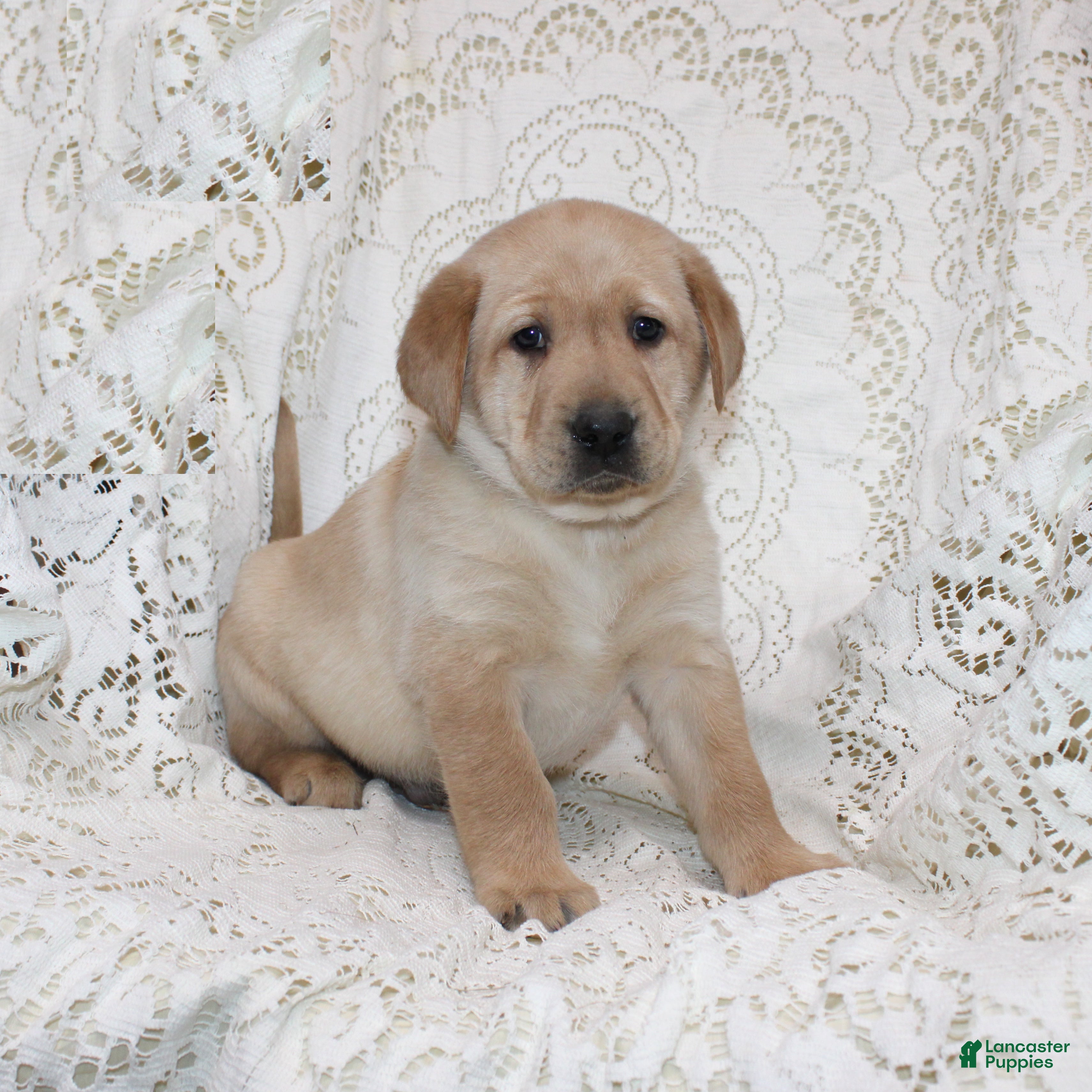 Labrador Retriever dogs Ranger - Ad 1