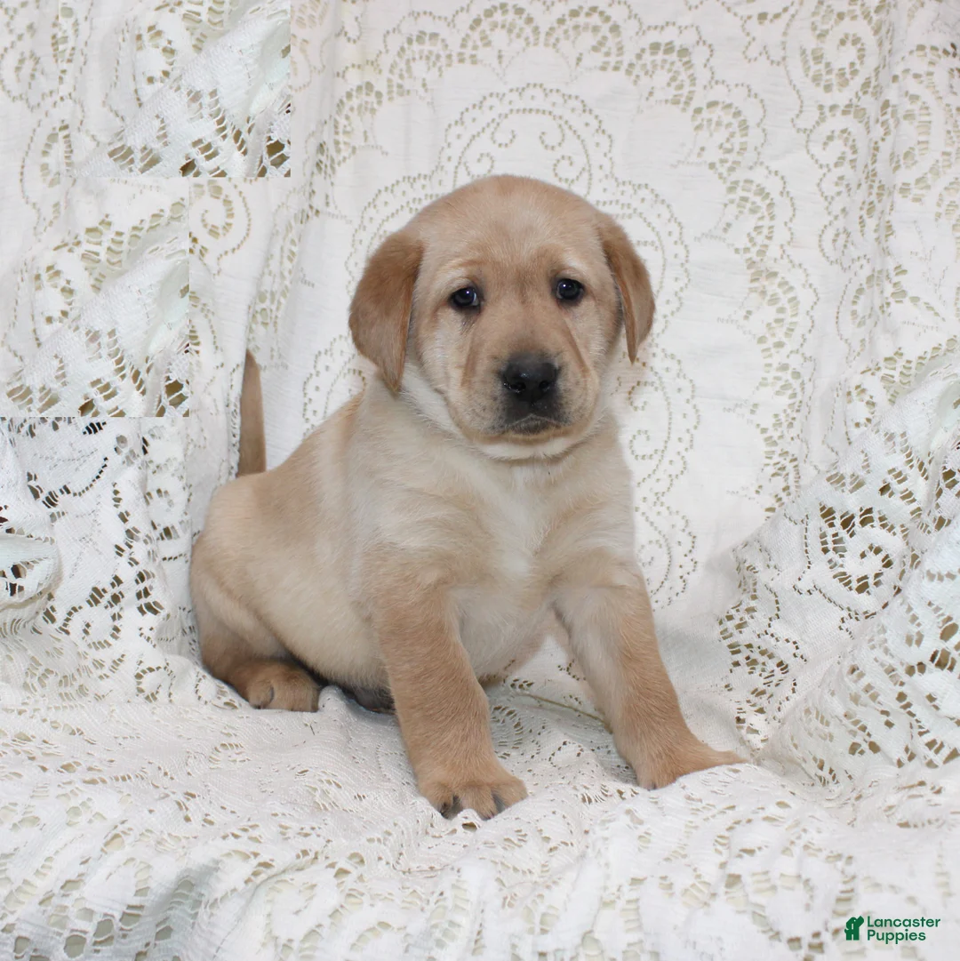 Labrador Retriever dogs for sale: Ranger - Ad 1
